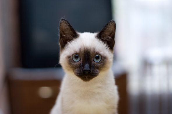 Moving - Beware of your little friends, your pets.