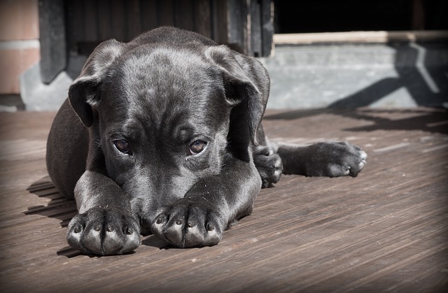 Animals in Rental Housing and No‑Pet Clauses: An Isolated Decision Raising Major Questions