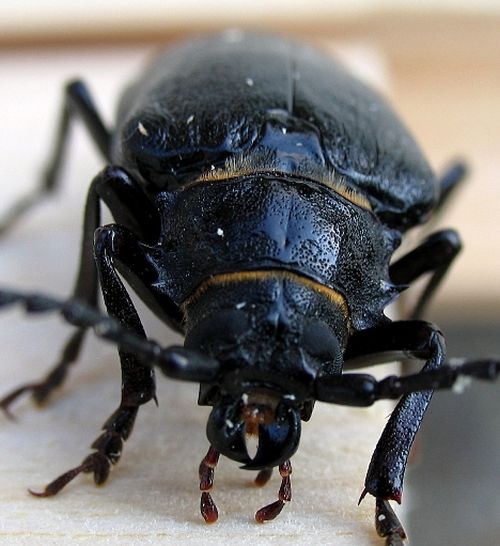 Bed bugs - What are they? (part 2)