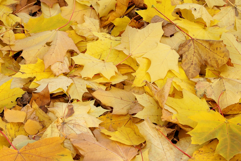 Falling of the leaves, the neighbours owe each other tolerance