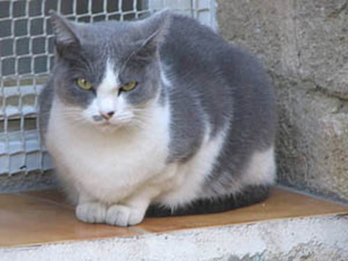 Will rental property owners be forced to accept animals?