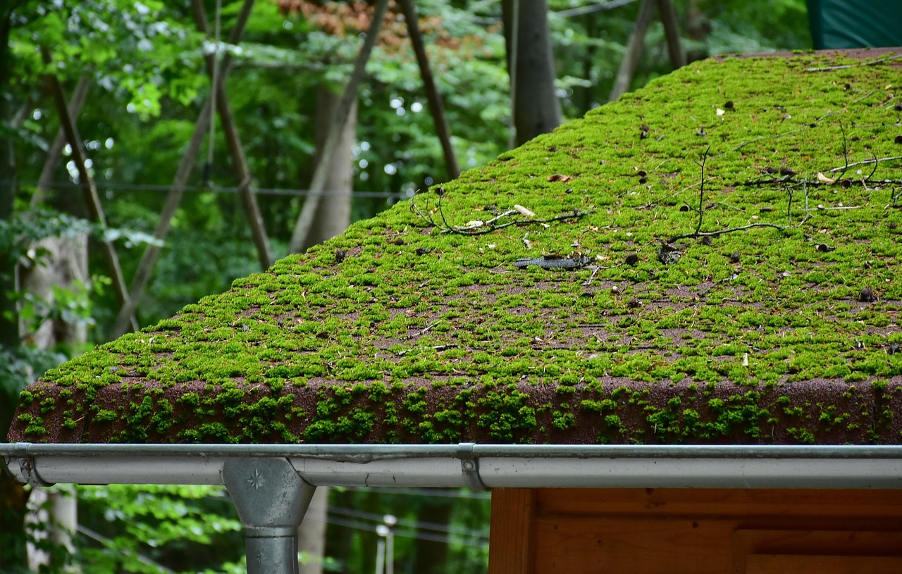 Don’t let your gutters turn into planters – Prevent damage before it happens